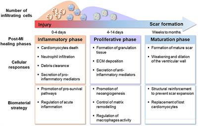 Toward Regeneration of the Heart: Bioengineering Strategies for Immunomodulation